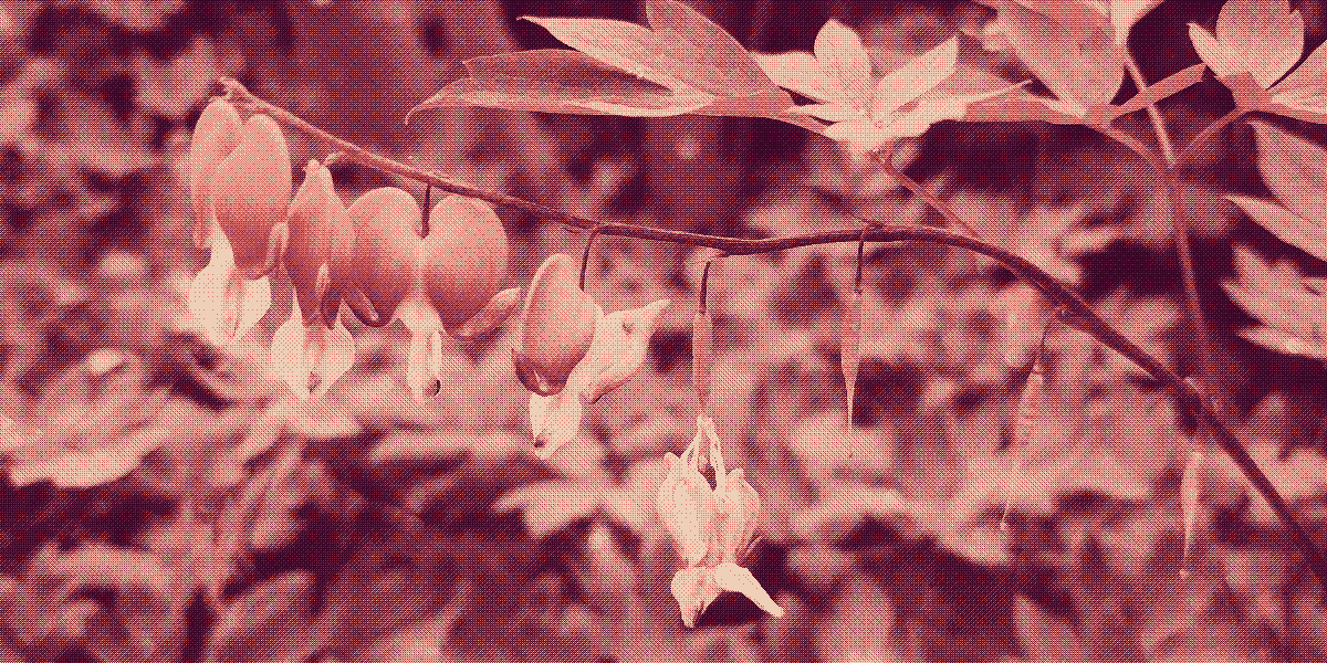 a decaying string of bleeding hearts flowers